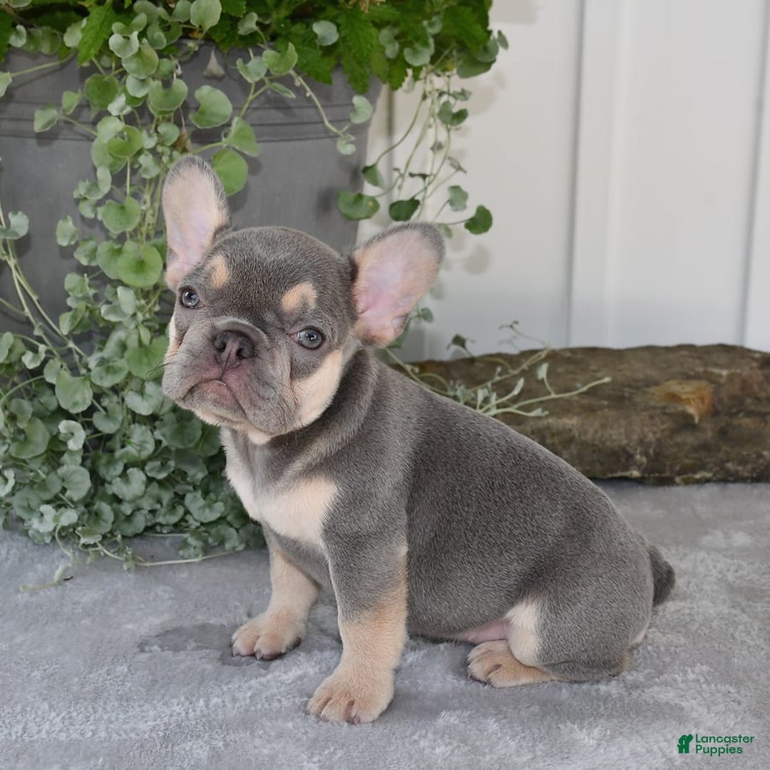 French Bulldog dogs for sale: Millie - Image 6