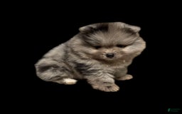 Pomeranian dogs for sale: Dotty - Image 3