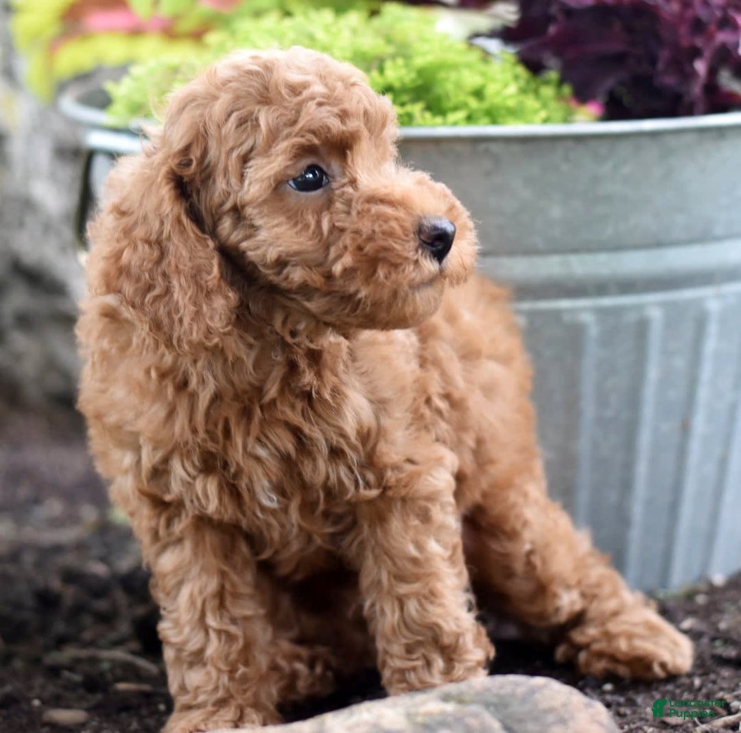 Miniature Poodle dogs for sale: Leo - Image 14