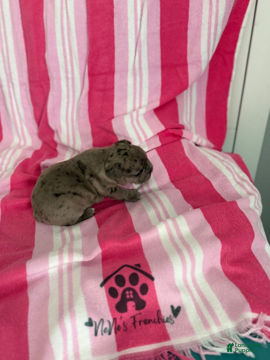 French Bulldog dogs for sale: Akc Blue Merle - Image 18