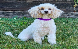 Miniature Poodle dogs for sale: Prilla - Image 4