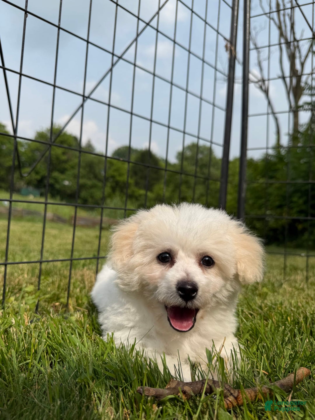 Bichon Frise dogs for sale: Buddy - Image 1