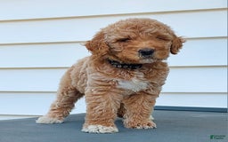 Goldendoodle dogs for sale: BARKLEY - Image 4