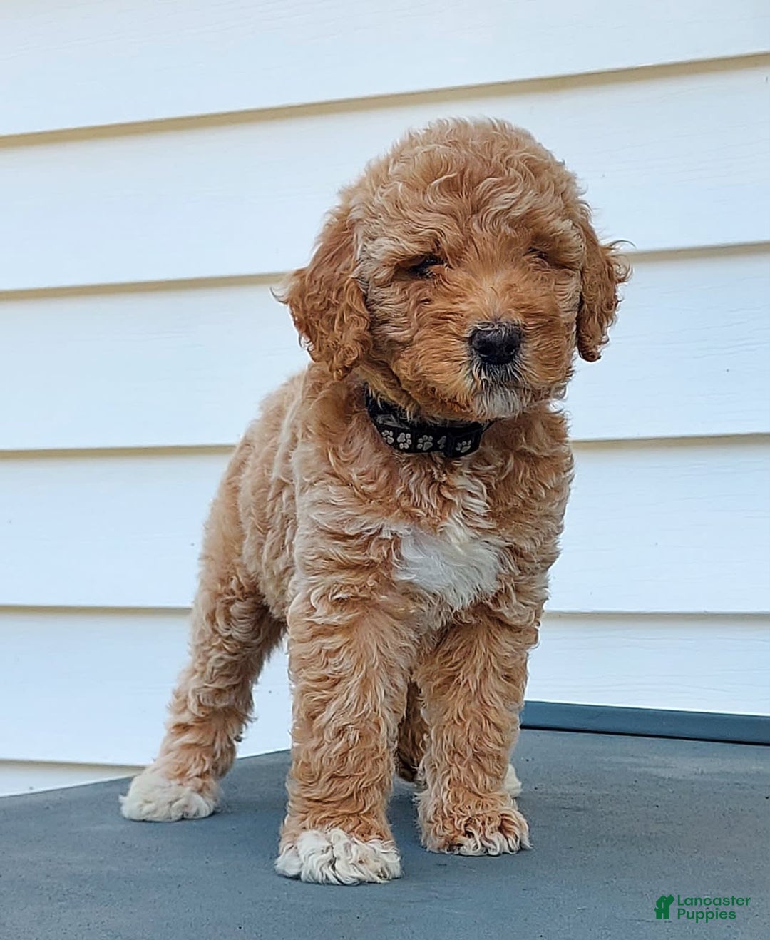 Goldendoodle dogs for sale: BARKLEY - Image 4