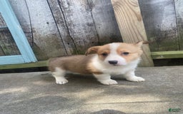 Welsh Corgi Pembroke dogs for sale: Octavia - Image 1