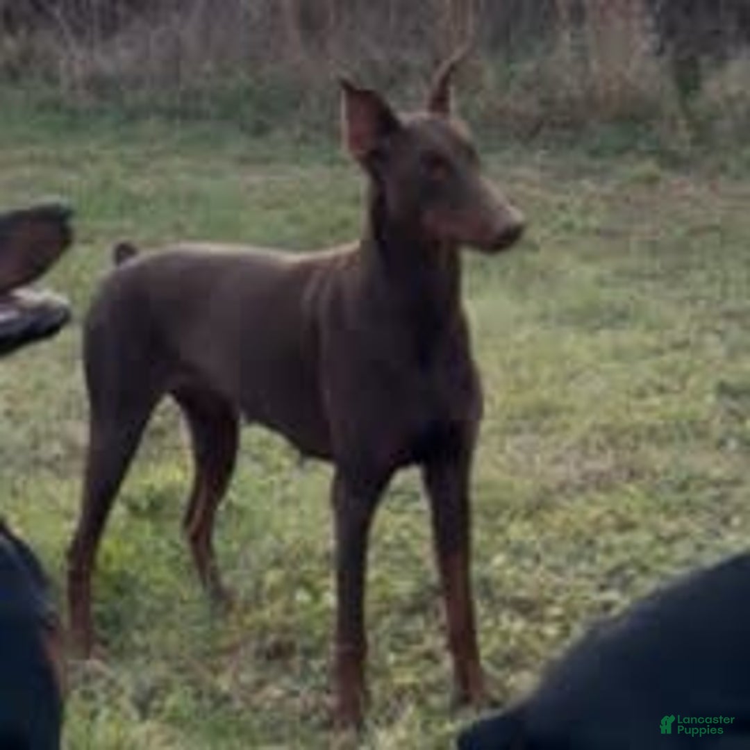 Doberman Pinscher dogs for sale: Milwaukee - Image 5