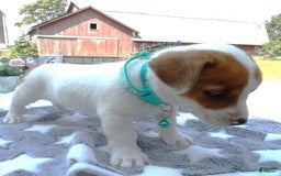 Jack Russell Terrier dogs for sale: Sissy - Image 3