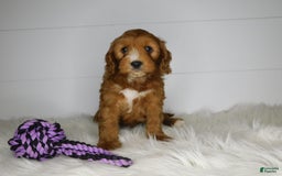 Cavapoo dogs for sale: Baxter - Image 7
