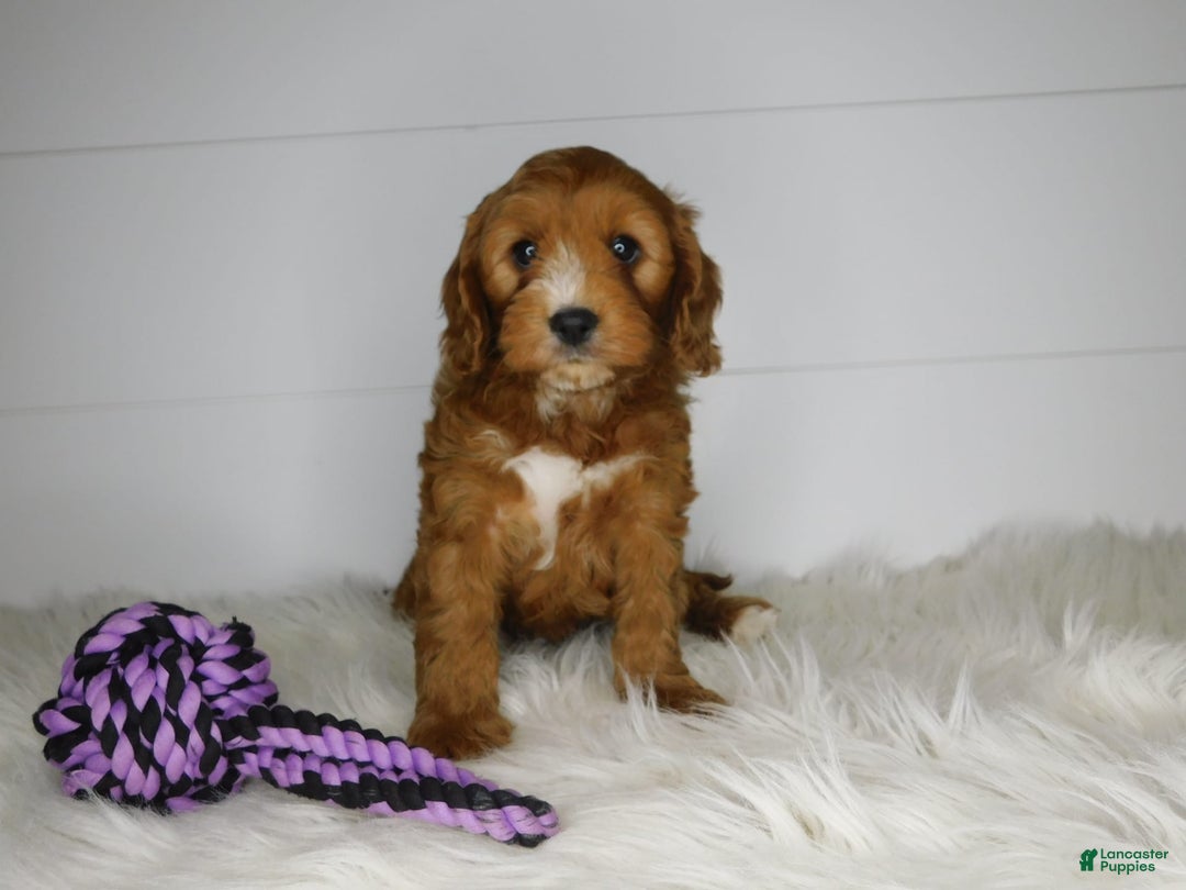 Cavapoo dogs for sale: Baxter - Image 7
