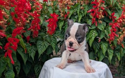 Frenchton dogs for sale: Nash - Image 11