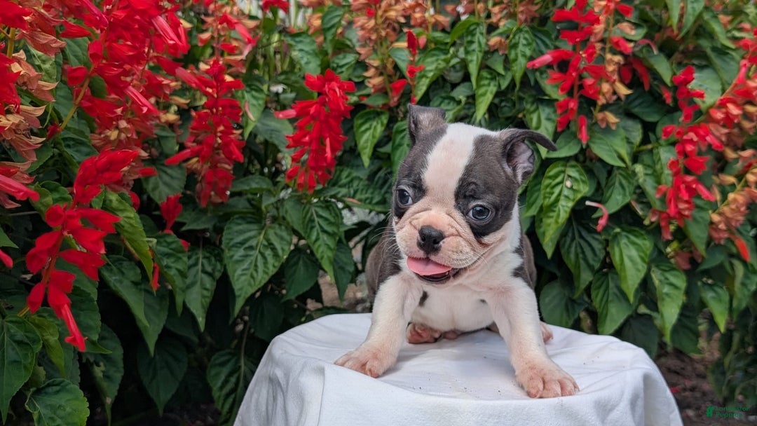 Frenchton dogs for sale: Nash - Image 11