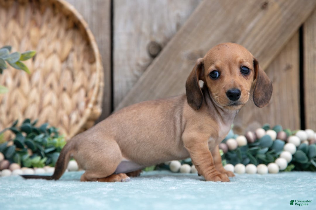 Miniature Dachshund dogs for sale: Bailey - Image 5