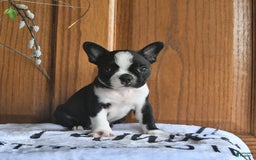 Boston Terrier dogs for sale: Hattie - Image 5