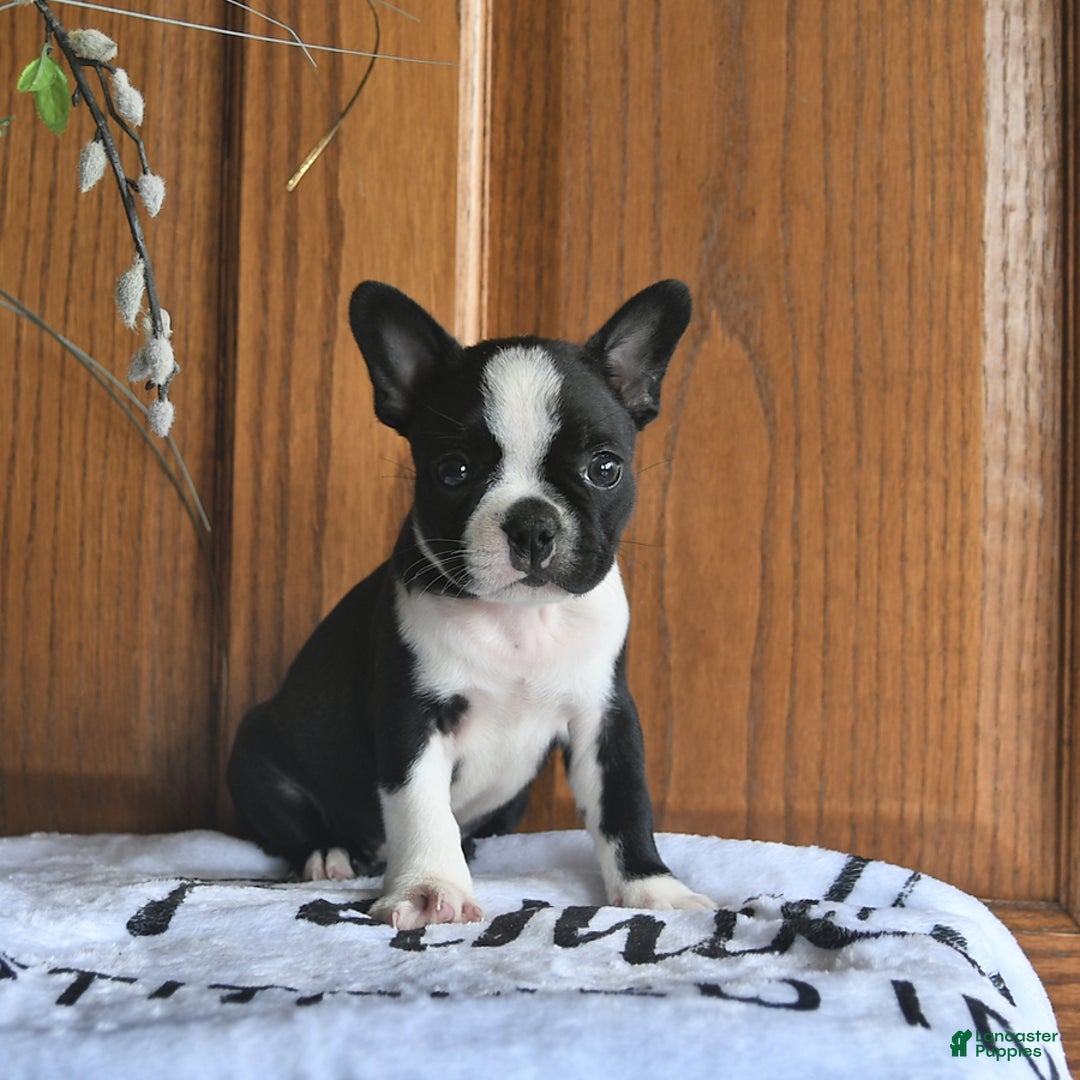 Boston Terrier dogs for sale: Hattie - Image 5
