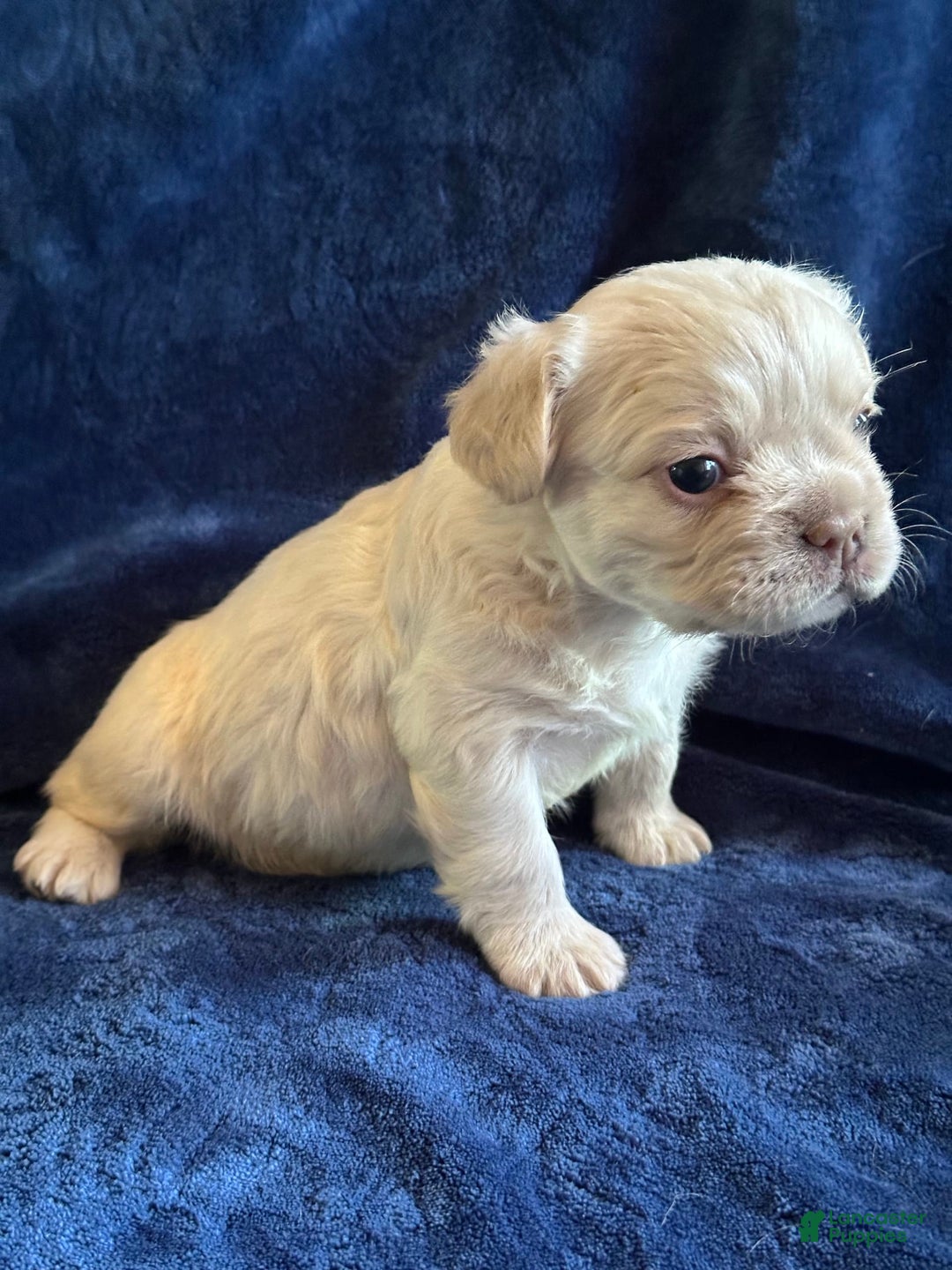 French Bulldog dogs for sale: Chyna - Image 4