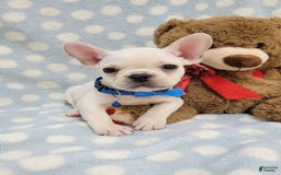 French Bulldog dogs for sale: Fido - Image 19