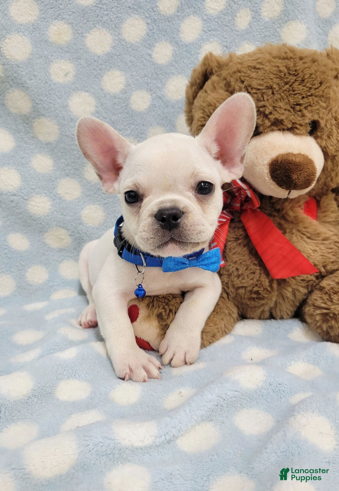 French Bulldog dogs for sale: Fido - Image 19