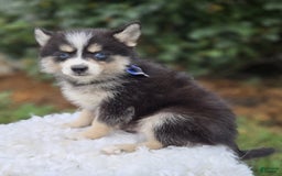 Pomsky dogs for sale: Todd - Image 2