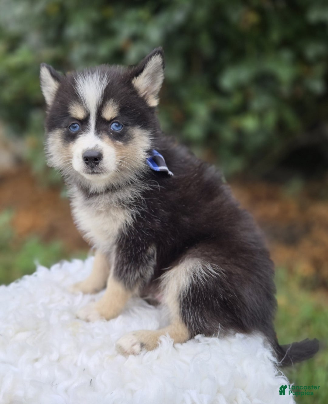 Pomsky dogs for sale: Todd - Image 2