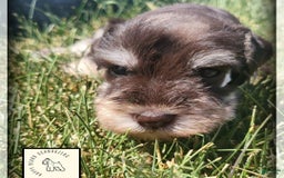 Miniature Schnauzer dogs for sale: Jack - Image 4