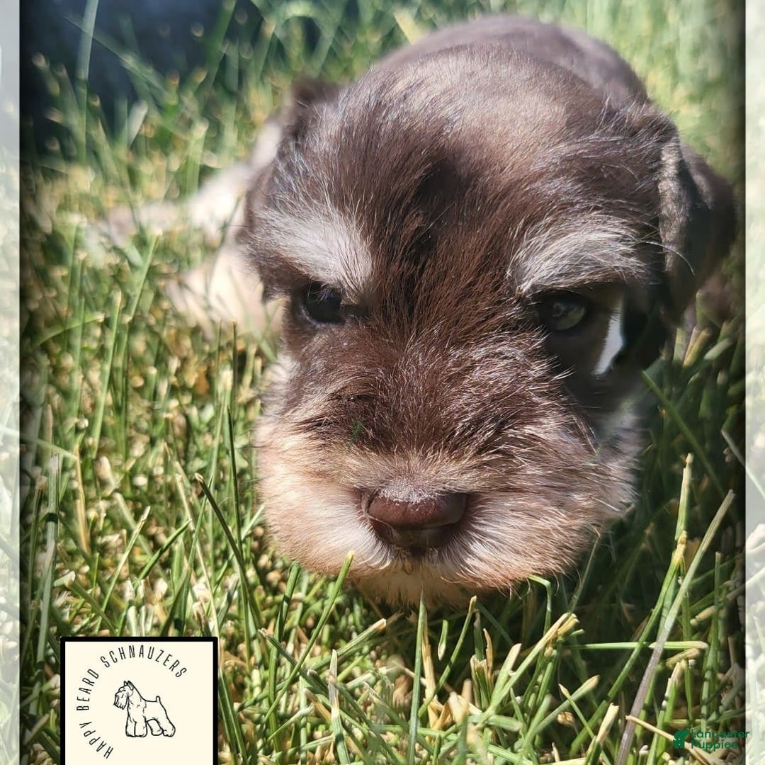 Miniature Schnauzer dogs for sale: Jack - Image 4