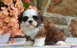 Shih Tzu dogs for sale: Rusty - Image 3