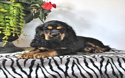 Cocker Spaniel dogs for sale: Banjo - Image 33