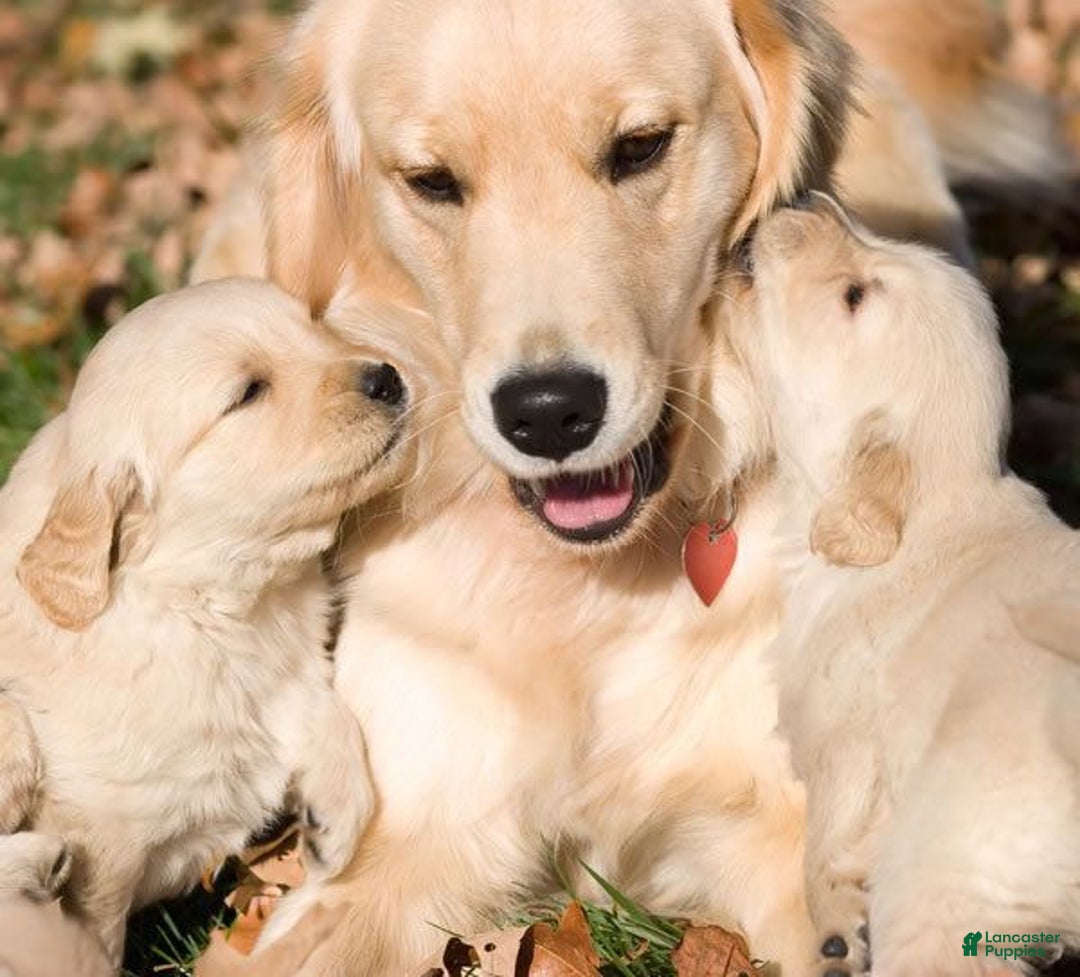 Mixed Breed dogs for sale: Atom - Image 2