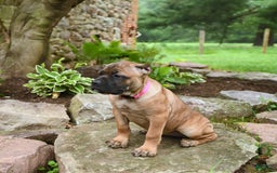 Cane Corso dogs for sale: Tessa - Image 6