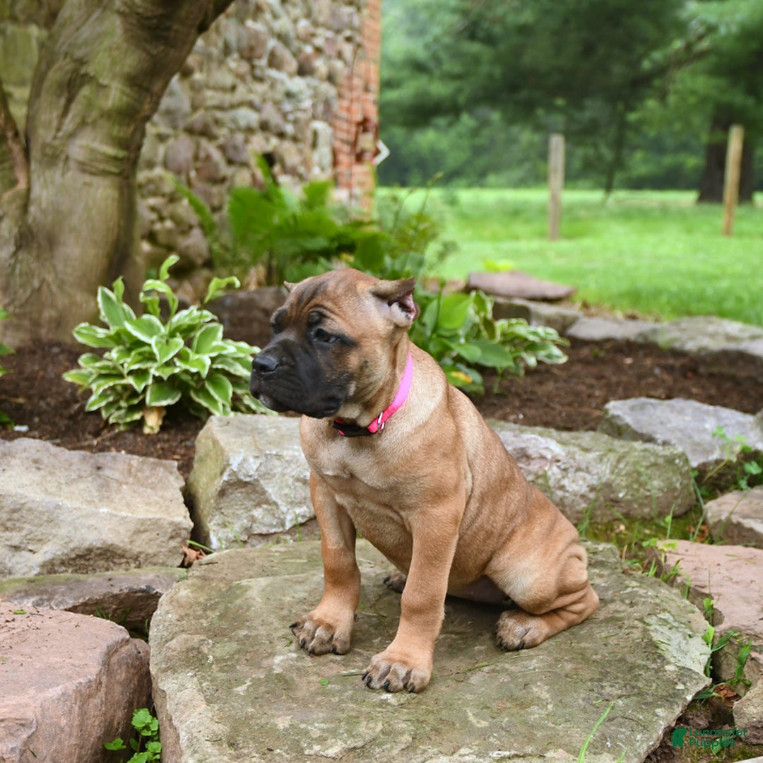 Cane Corso dogs for sale: Tessa - Image 6