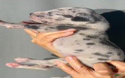 Great Dane dogs for sale: Lilly - Merle - Image 4