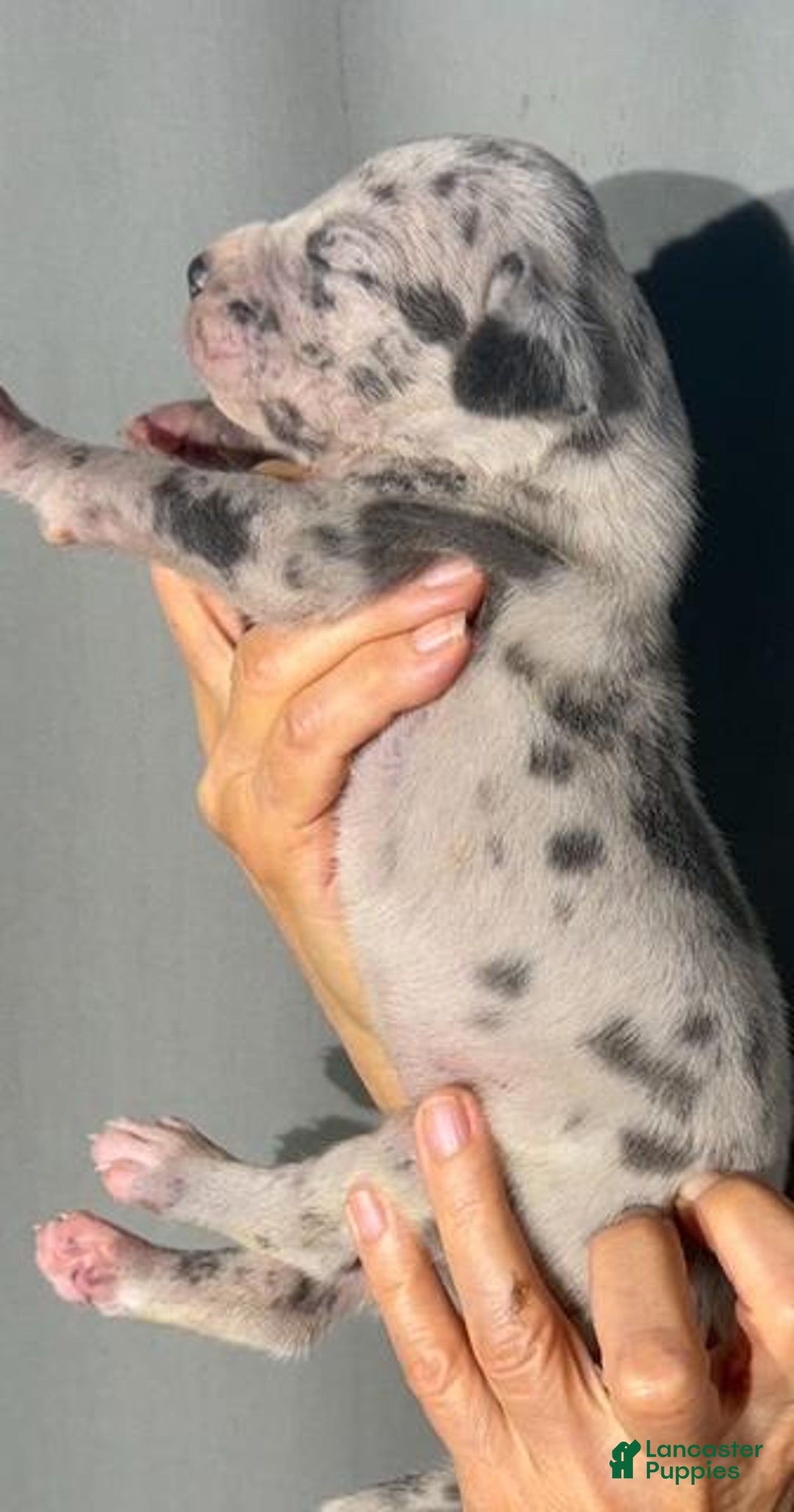 Great Dane dogs for sale: Lilly - Merle - Image 4