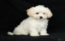 Maltipoo dogs for sale: Cody - Image 6