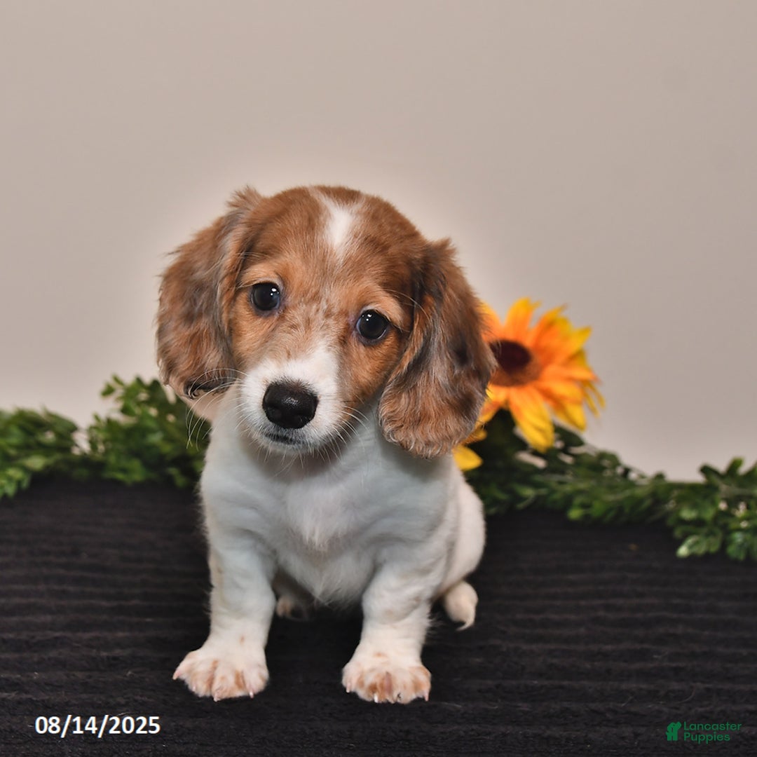 Miniature Dachshund dogs for sale: Hazel - Image 4