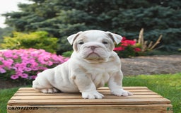 English Bulldog dogs for sale: English Bulldog 4 puppies - Image 9