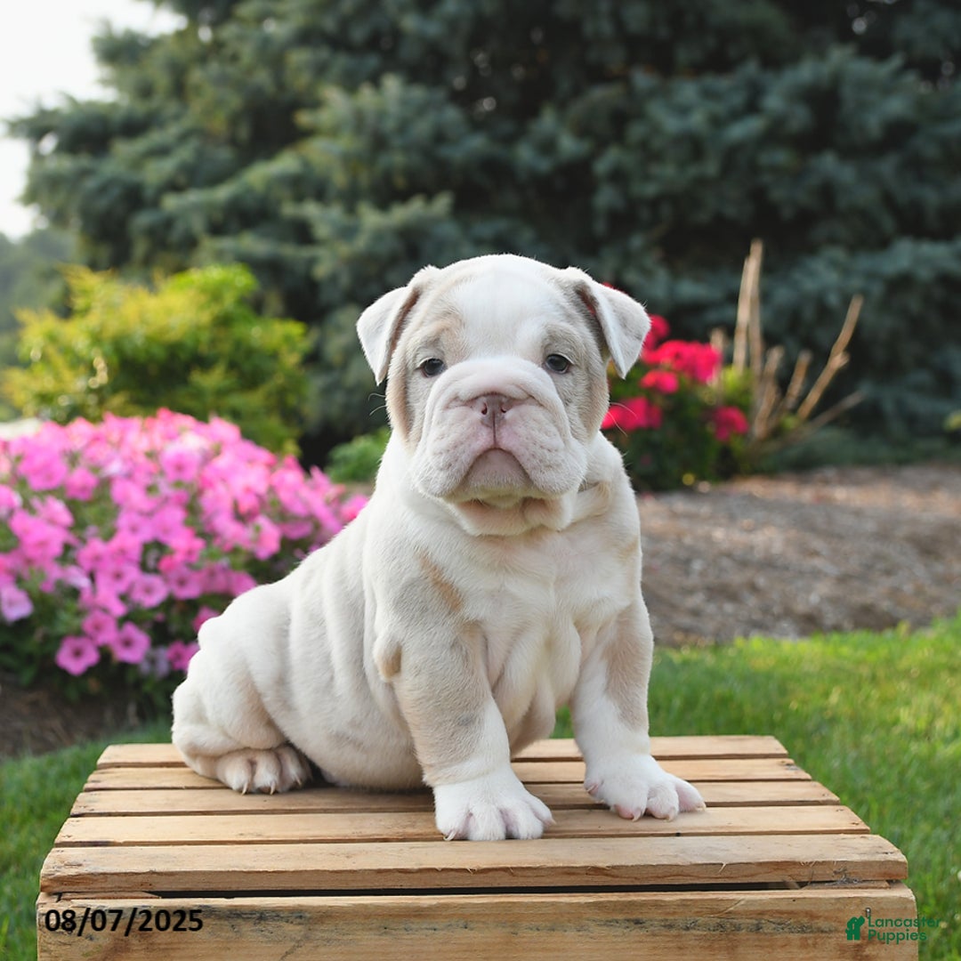 English Bulldog dogs for sale: English Bulldog 4 puppies - Image 9