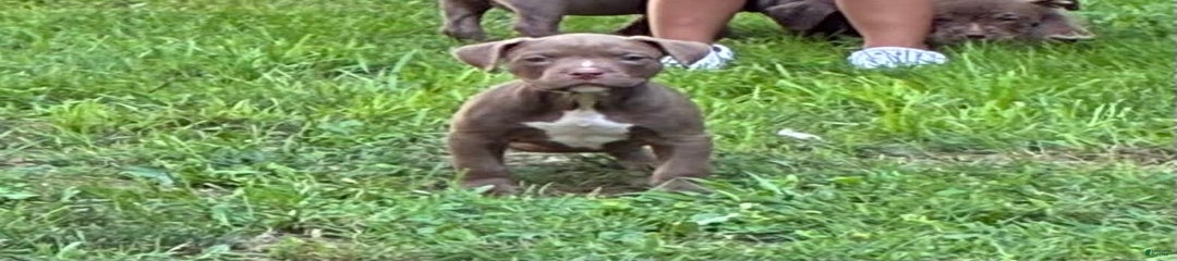 Choco