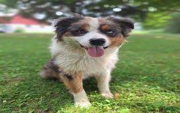 Australian Shepherd dogs for sale: Elliot - Image 11