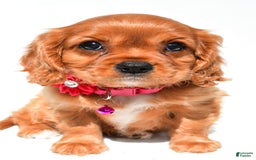 Cavalier King Charles Spaniel dogs for sale: Patty - Image 1
