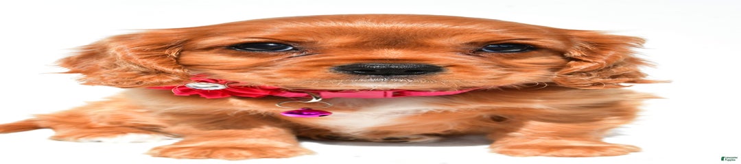Patty