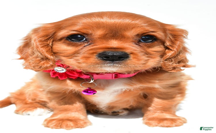 Cavalier King Charles Spaniel dogs for sale - Ad 3