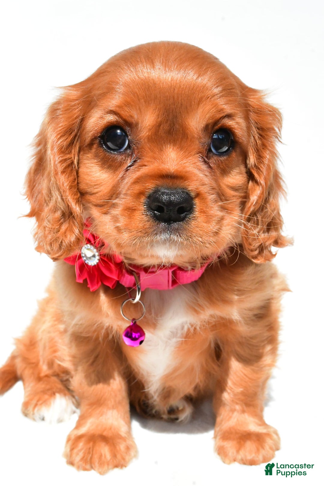 Cavalier King Charles Spaniel dogs for sale: Patty - Image 1