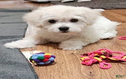 Cavachon dogs for sale: Destin - Image 3