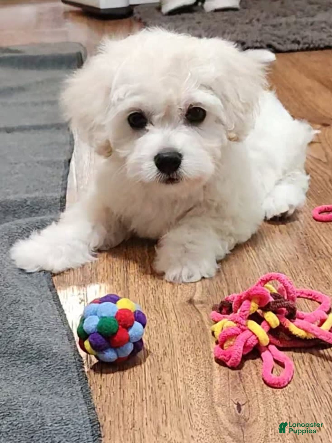 Cavachon dogs for sale: Destin - Image 3