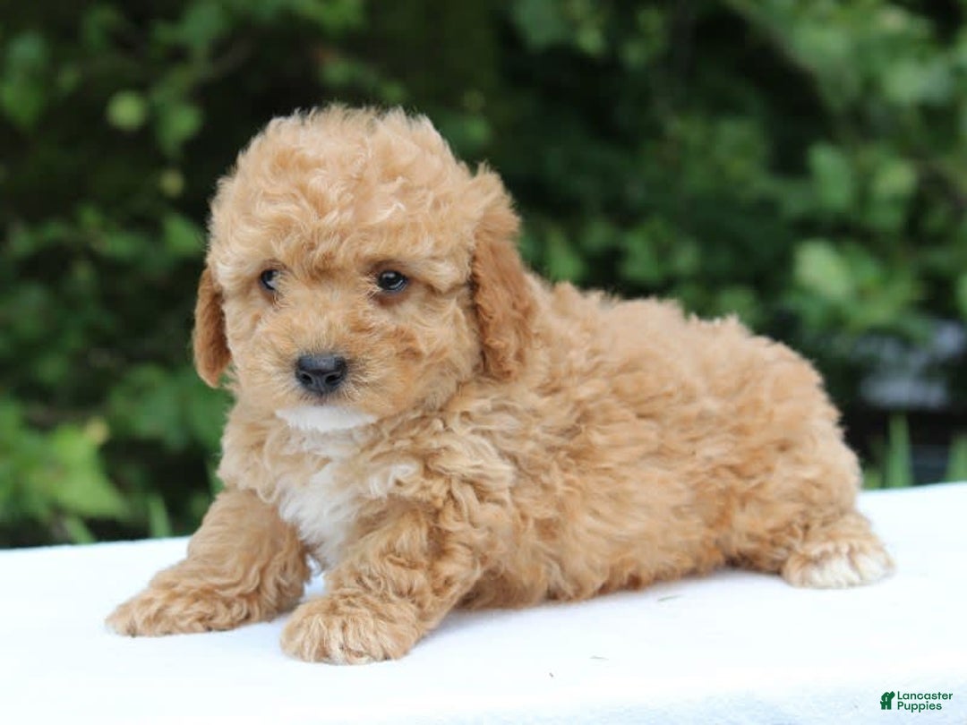 Miniature Poodle dogs for sale: Andre - Image 8