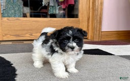 Havanese dogs for sale: Jared - Image 5