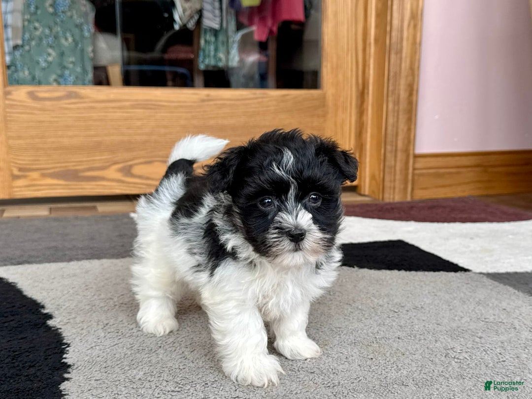 Havanese dogs for sale: Jared - Image 5