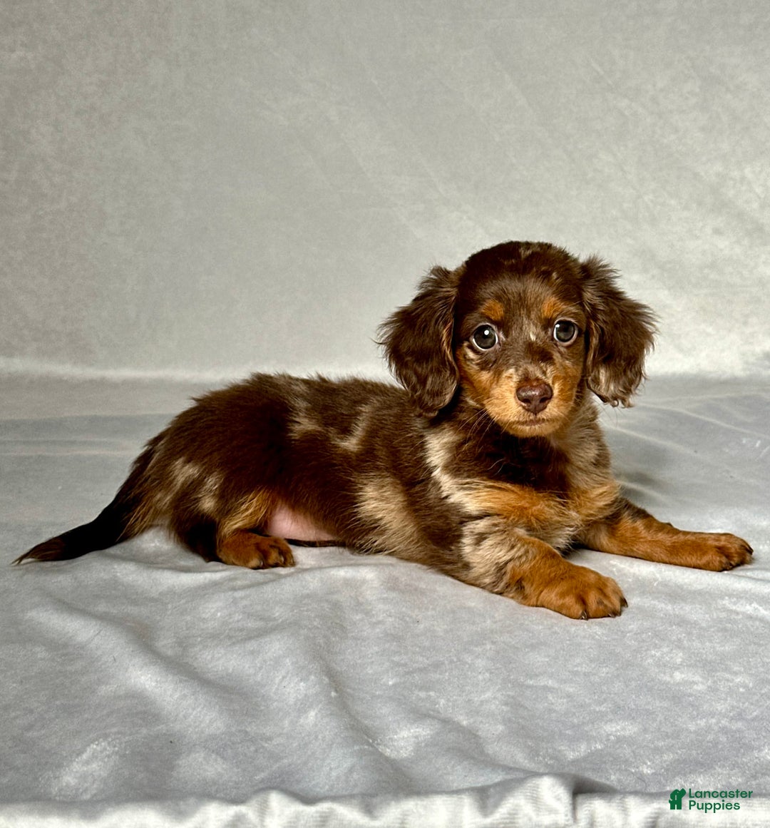 Miniature Dachshund dogs for sale: Mindy - Image 5