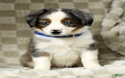 Miniature Australian Shepherd dogs for sale: Logan - Image 6