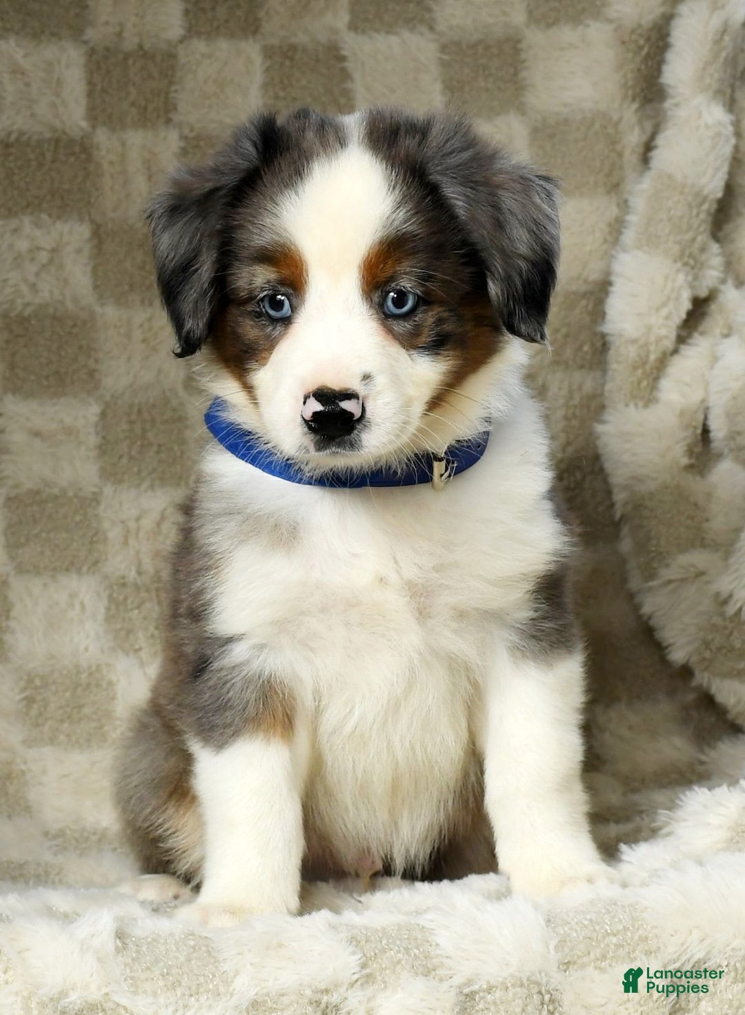 Miniature Australian Shepherd dogs for sale: Logan - Image 6